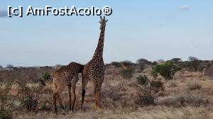 P29 [JUL-2021] cuplu de girafe