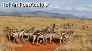 P10 [JUL-2021] turma de zebree plin de zebre