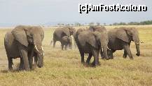 P18 [OCT-2013] Turma de elefanti apropindu-se... 