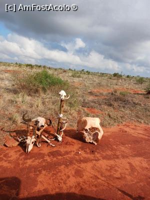 [P01] Tsavo Est the Big Five sau ce a mai ramas din ei » foto by nela b
 - 
<span class="allrVoted glyphicon glyphicon-heart hidden" id="av1515217"></span>
<a class="m-l-10 hidden" id="sv1515217" onclick="voting_Foto_DelVot(,1515217,2009)" role="button">șterge vot <span class="glyphicon glyphicon-remove"></span></a>
<a id="v91515217" class=" c-red"  onclick="voting_Foto_SetVot(1515217)" role="button"><span class="glyphicon glyphicon-heart-empty"></span> <b>LIKE</b> = Votează poza</a> <img class="hidden"  id="f1515217W9" src="/imagini/loader.gif" border="0" /><span class="AjErrMes hidden" id="e1515217ErM"></span>