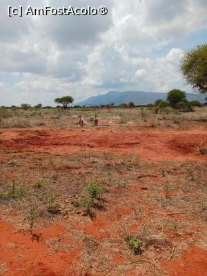 [P10] prin Tsavo Est » foto by nela b
 - 
<span class="allrVoted glyphicon glyphicon-heart hidden" id="av1515226"></span>
<a class="m-l-10 hidden" id="sv1515226" onclick="voting_Foto_DelVot(,1515226,2009)" role="button">șterge vot <span class="glyphicon glyphicon-remove"></span></a>
<a id="v91515226" class=" c-red"  onclick="voting_Foto_SetVot(1515226)" role="button"><span class="glyphicon glyphicon-heart-empty"></span> <b>LIKE</b> = Votează poza</a> <img class="hidden"  id="f1515226W9" src="/imagini/loader.gif" border="0" /><span class="AjErrMes hidden" id="e1515226ErM"></span>