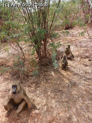 [P03] Tsavo Est » foto by nela b
 - 
<span class="allrVoted glyphicon glyphicon-heart hidden" id="av1515219"></span>
<a class="m-l-10 hidden" id="sv1515219" onclick="voting_Foto_DelVot(,1515219,2009)" role="button">șterge vot <span class="glyphicon glyphicon-remove"></span></a>
<a id="v91515219" class=" c-red"  onclick="voting_Foto_SetVot(1515219)" role="button"><span class="glyphicon glyphicon-heart-empty"></span> <b>LIKE</b> = Votează poza</a> <img class="hidden"  id="f1515219W9" src="/imagini/loader.gif" border="0" /><span class="AjErrMes hidden" id="e1515219ErM"></span>