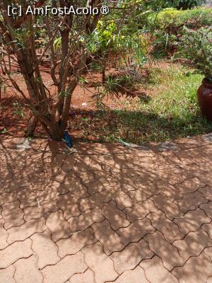 [P06] Prin parcul Ngutuni Lodge » foto by nela b
 - 
<span class="allrVoted glyphicon glyphicon-heart hidden" id="av1515222"></span>
<a class="m-l-10 hidden" id="sv1515222" onclick="voting_Foto_DelVot(,1515222,2009)" role="button">șterge vot <span class="glyphicon glyphicon-remove"></span></a>
<a id="v91515222" class=" c-red"  onclick="voting_Foto_SetVot(1515222)" role="button"><span class="glyphicon glyphicon-heart-empty"></span> <b>LIKE</b> = Votează poza</a> <img class="hidden"  id="f1515222W9" src="/imagini/loader.gif" border="0" /><span class="AjErrMes hidden" id="e1515222ErM"></span>