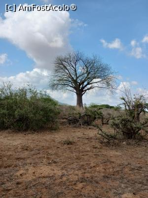 [P07] prin Tsavo Est » foto by nela b
 - 
<span class="allrVoted glyphicon glyphicon-heart hidden" id="av1515223"></span>
<a class="m-l-10 hidden" id="sv1515223" onclick="voting_Foto_DelVot(,1515223,2009)" role="button">șterge vot <span class="glyphicon glyphicon-remove"></span></a>
<a id="v91515223" class=" c-red"  onclick="voting_Foto_SetVot(1515223)" role="button"><span class="glyphicon glyphicon-heart-empty"></span> <b>LIKE</b> = Votează poza</a> <img class="hidden"  id="f1515223W9" src="/imagini/loader.gif" border="0" /><span class="AjErrMes hidden" id="e1515223ErM"></span>