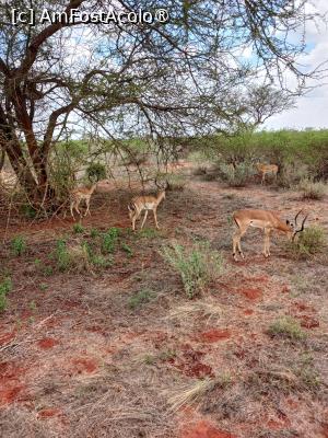 [P08] prin Tsavo Est » foto by nela b
 - 
<span class="allrVoted glyphicon glyphicon-heart hidden" id="av1515224"></span>
<a class="m-l-10 hidden" id="sv1515224" onclick="voting_Foto_DelVot(,1515224,2009)" role="button">șterge vot <span class="glyphicon glyphicon-remove"></span></a>
<a id="v91515224" class=" c-red"  onclick="voting_Foto_SetVot(1515224)" role="button"><span class="glyphicon glyphicon-heart-empty"></span> <b>LIKE</b> = Votează poza</a> <img class="hidden"  id="f1515224W9" src="/imagini/loader.gif" border="0" /><span class="AjErrMes hidden" id="e1515224ErM"></span>