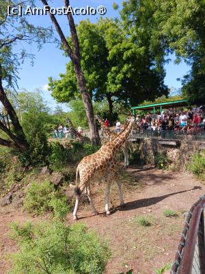 [P10] girafe » foto by nela b
 - 
<span class="allrVoted glyphicon glyphicon-heart hidden" id="av1516825"></span>
<a class="m-l-10 hidden" id="sv1516825" onclick="voting_Foto_DelVot(,1516825,2009)" role="button">șterge vot <span class="glyphicon glyphicon-remove"></span></a>
<a id="v91516825" class=" c-red"  onclick="voting_Foto_SetVot(1516825)" role="button"><span class="glyphicon glyphicon-heart-empty"></span> <b>LIKE</b> = Votează poza</a> <img class="hidden"  id="f1516825W9" src="/imagini/loader.gif" border="0" /><span class="AjErrMes hidden" id="e1516825ErM"></span>