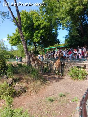 [P11] vizitatori hranind girafe » foto by nela b
 - 
<span class="allrVoted glyphicon glyphicon-heart hidden" id="av1516826"></span>
<a class="m-l-10 hidden" id="sv1516826" onclick="voting_Foto_DelVot(,1516826,2009)" role="button">șterge vot <span class="glyphicon glyphicon-remove"></span></a>
<a id="v91516826" class=" c-red"  onclick="voting_Foto_SetVot(1516826)" role="button"><span class="glyphicon glyphicon-heart-empty"></span> <b>LIKE</b> = Votează poza</a> <img class="hidden"  id="f1516826W9" src="/imagini/loader.gif" border="0" /><span class="AjErrMes hidden" id="e1516826ErM"></span>