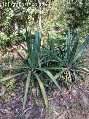 [P15] agave » foto by nela b
 - 
<span class="allrVoted glyphicon glyphicon-heart hidden" id="av1516830"></span>
<a class="m-l-10 hidden" id="sv1516830" onclick="voting_Foto_DelVot(,1516830,2009)" role="button">șterge vot <span class="glyphicon glyphicon-remove"></span></a>
<a id="v91516830" class=" c-red"  onclick="voting_Foto_SetVot(1516830)" role="button"><span class="glyphicon glyphicon-heart-empty"></span> <b>LIKE</b> = Votează poza</a> <img class="hidden"  id="f1516830W9" src="/imagini/loader.gif" border="0" /><span class="AjErrMes hidden" id="e1516830ErM"></span>