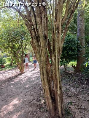 [P16] abanos, are o crestere lenta si o culoare neagra intensa » foto by nela b
 - 
<span class="allrVoted glyphicon glyphicon-heart hidden" id="av1516831"></span>
<a class="m-l-10 hidden" id="sv1516831" onclick="voting_Foto_DelVot(,1516831,2009)" role="button">șterge vot <span class="glyphicon glyphicon-remove"></span></a>
<a id="v91516831" class=" c-red"  onclick="voting_Foto_SetVot(1516831)" role="button"><span class="glyphicon glyphicon-heart-empty"></span> <b>LIKE</b> = Votează poza</a> <img class="hidden"  id="f1516831W9" src="/imagini/loader.gif" border="0" /><span class="AjErrMes hidden" id="e1516831ErM"></span>