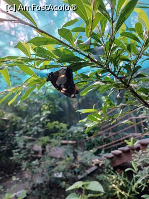 [P17] unul din cei trei fluturi » foto by nela b
 - 
<span class="allrVoted glyphicon glyphicon-heart hidden" id="av1516832"></span>
<a class="m-l-10 hidden" id="sv1516832" onclick="voting_Foto_DelVot(,1516832,2009)" role="button">șterge vot <span class="glyphicon glyphicon-remove"></span></a>
<a id="v91516832" class=" c-red"  onclick="voting_Foto_SetVot(1516832)" role="button"><span class="glyphicon glyphicon-heart-empty"></span> <b>LIKE</b> = Votează poza</a> <img class="hidden"  id="f1516832W9" src="/imagini/loader.gif" border="0" /><span class="AjErrMes hidden" id="e1516832ErM"></span>