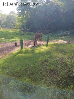 [P19] prin parc » foto by nela b
 - 
<span class="allrVoted glyphicon glyphicon-heart hidden" id="av1516834"></span>
<a class="m-l-10 hidden" id="sv1516834" onclick="voting_Foto_DelVot(,1516834,2009)" role="button">șterge vot <span class="glyphicon glyphicon-remove"></span></a>
<a id="v91516834" class=" c-red"  onclick="voting_Foto_SetVot(1516834)" role="button"><span class="glyphicon glyphicon-heart-empty"></span> <b>LIKE</b> = Votează poza</a> <img class="hidden"  id="f1516834W9" src="/imagini/loader.gif" border="0" /><span class="AjErrMes hidden" id="e1516834ErM"></span>