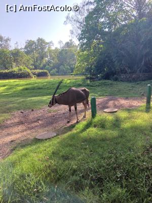 [P20] in asteptarea cuplului de hipopotami » foto by nela b
 - 
<span class="allrVoted glyphicon glyphicon-heart hidden" id="av1516835"></span>
<a class="m-l-10 hidden" id="sv1516835" onclick="voting_Foto_DelVot(,1516835,2009)" role="button">șterge vot <span class="glyphicon glyphicon-remove"></span></a>
<a id="v91516835" class=" c-red"  onclick="voting_Foto_SetVot(1516835)" role="button"><span class="glyphicon glyphicon-heart-empty"></span> <b>LIKE</b> = Votează poza</a> <img class="hidden"  id="f1516835W9" src="/imagini/loader.gif" border="0" /><span class="AjErrMes hidden" id="e1516835ErM"></span>