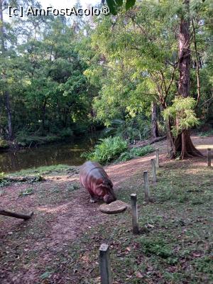 [P27] Owen -tanarul hipopotam » foto by nela b
 - 
<span class="allrVoted glyphicon glyphicon-heart hidden" id="av1516842"></span>
<a class="m-l-10 hidden" id="sv1516842" onclick="voting_Foto_DelVot(,1516842,2009)" role="button">șterge vot <span class="glyphicon glyphicon-remove"></span></a>
<a id="v91516842" class=" c-red"  onclick="voting_Foto_SetVot(1516842)" role="button"><span class="glyphicon glyphicon-heart-empty"></span> <b>LIKE</b> = Votează poza</a> <img class="hidden"  id="f1516842W9" src="/imagini/loader.gif" border="0" /><span class="AjErrMes hidden" id="e1516842ErM"></span>