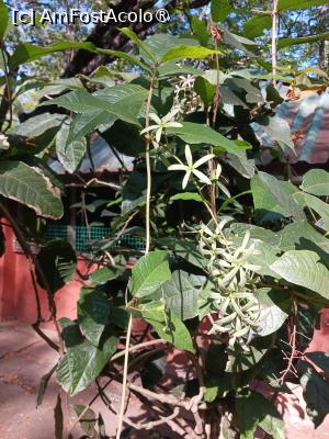 [P31] prin parc » foto by nela b
 - 
<span class="allrVoted glyphicon glyphicon-heart hidden" id="av1516846"></span>
<a class="m-l-10 hidden" id="sv1516846" onclick="voting_Foto_DelVot(,1516846,2009)" role="button">șterge vot <span class="glyphicon glyphicon-remove"></span></a>
<a id="v91516846" class=" c-red"  onclick="voting_Foto_SetVot(1516846)" role="button"><span class="glyphicon glyphicon-heart-empty"></span> <b>LIKE</b> = Votează poza</a> <img class="hidden"  id="f1516846W9" src="/imagini/loader.gif" border="0" /><span class="AjErrMes hidden" id="e1516846ErM"></span>