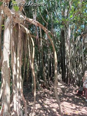 [P04] vegetatie luxurianta prin  parc » foto by nela b
 - 
<span class="allrVoted glyphicon glyphicon-heart hidden" id="av1516819"></span>
<a class="m-l-10 hidden" id="sv1516819" onclick="voting_Foto_DelVot(,1516819,2009)" role="button">șterge vot <span class="glyphicon glyphicon-remove"></span></a>
<a id="v91516819" class=" c-red"  onclick="voting_Foto_SetVot(1516819)" role="button"><span class="glyphicon glyphicon-heart-empty"></span> <b>LIKE</b> = Votează poza</a> <img class="hidden"  id="f1516819W9" src="/imagini/loader.gif" border="0" /><span class="AjErrMes hidden" id="e1516819ErM"></span>