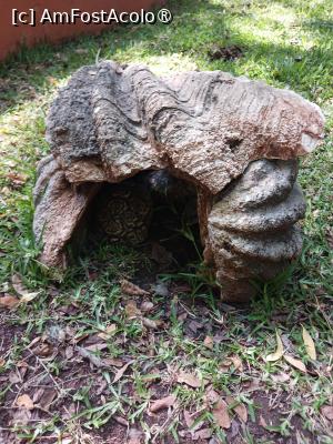 [P07] testoase din Kenia » foto by nela b
 - 
<span class="allrVoted glyphicon glyphicon-heart hidden" id="av1516822"></span>
<a class="m-l-10 hidden" id="sv1516822" onclick="voting_Foto_DelVot(,1516822,2009)" role="button">șterge vot <span class="glyphicon glyphicon-remove"></span></a>
<a id="v91516822" class=" c-red"  onclick="voting_Foto_SetVot(1516822)" role="button"><span class="glyphicon glyphicon-heart-empty"></span> <b>LIKE</b> = Votează poza</a> <img class="hidden"  id="f1516822W9" src="/imagini/loader.gif" border="0" /><span class="AjErrMes hidden" id="e1516822ErM"></span>