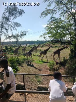 [P09] girafe prin parc » foto by nela b
 - 
<span class="allrVoted glyphicon glyphicon-heart hidden" id="av1516824"></span>
<a class="m-l-10 hidden" id="sv1516824" onclick="voting_Foto_DelVot(,1516824,2009)" role="button">șterge vot <span class="glyphicon glyphicon-remove"></span></a>
<a id="v91516824" class=" c-red"  onclick="voting_Foto_SetVot(1516824)" role="button"><span class="glyphicon glyphicon-heart-empty"></span> <b>LIKE</b> = Votează poza</a> <img class="hidden"  id="f1516824W9" src="/imagini/loader.gif" border="0" /><span class="AjErrMes hidden" id="e1516824ErM"></span>