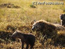 P18 [JAN-2007] Mi s-au parut dragute hienele, prea sunt demonizate. Imi par niste supravietuitoare ale naturii remarcabile prin adaptabilitate si finetea simturilor. Daca nu-mi era interzis sa ma dau jos din masina... as fi mangaiat un puiut... hehe...