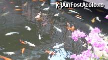 [P12] Pesti Koi.. » foto by irinagh
 - 
<span class="allrVoted glyphicon glyphicon-heart hidden" id="av130402"></span>
<a class="m-l-10 hidden" id="sv130402" onclick="voting_Foto_DelVot(,130402,2078)" role="button">șterge vot <span class="glyphicon glyphicon-remove"></span></a>
<a id="v9130402" class=" c-red"  onclick="voting_Foto_SetVot(130402)" role="button"><span class="glyphicon glyphicon-heart-empty"></span> <b>LIKE</b> = Votează poza</a> <img class="hidden"  id="f130402W9" src="/imagini/loader.gif" border="0" /><span class="AjErrMes hidden" id="e130402ErM"></span>