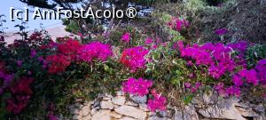 [P28] Flori de Amorgos » foto by irinad
 - 
<span class="allrVoted glyphicon glyphicon-heart hidden" id="av1495853"></span>
<a class="m-l-10 hidden" id="sv1495853" onclick="voting_Foto_DelVot(,1495853,2089)" role="button">șterge vot <span class="glyphicon glyphicon-remove"></span></a>
<a id="v91495853" class=" c-red"  onclick="voting_Foto_SetVot(1495853)" role="button"><span class="glyphicon glyphicon-heart-empty"></span> <b>LIKE</b> = Votează poza</a> <img class="hidden"  id="f1495853W9" src="/imagini/loader.gif" border="0" /><span class="AjErrMes hidden" id="e1495853ErM"></span>