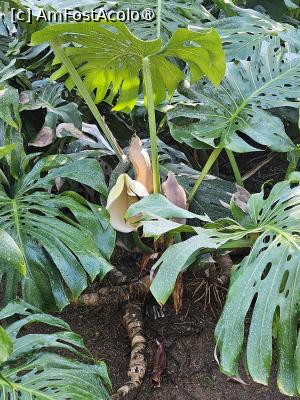 [P29] Monstera deliciosa, o plantă tropicală spectaculoasă » foto by Opelantara
 - 
<span class="allrVoted glyphicon glyphicon-heart hidden" id="av1549694"></span>
<a class="m-l-10 hidden" id="sv1549694" onclick="voting_Foto_DelVot(,1549694,2251)" role="button">șterge vot <span class="glyphicon glyphicon-remove"></span></a>
<a id="v91549694" class=" c-red"  onclick="voting_Foto_SetVot(1549694)" role="button"><span class="glyphicon glyphicon-heart-empty"></span> <b>LIKE</b> = Votează poza</a> <img class="hidden"  id="f1549694W9" src="/imagini/loader.gif" border="0" /><span class="AjErrMes hidden" id="e1549694ErM"></span>