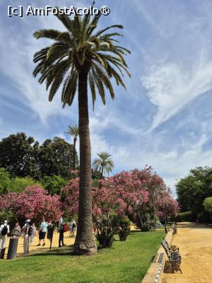 [P01] Sevilla - prima imagine în parcul Murillo » foto by ANILU
 - 
<span class="allrVoted glyphicon glyphicon-heart hidden" id="av1488313"></span>
<a class="m-l-10 hidden" id="sv1488313" onclick="voting_Foto_DelVot(,1488313,2251)" role="button">șterge vot <span class="glyphicon glyphicon-remove"></span></a>
<a id="v91488313" class=" c-red"  onclick="voting_Foto_SetVot(1488313)" role="button"><span class="glyphicon glyphicon-heart-empty"></span> <b>LIKE</b> = Votează poza</a> <img class="hidden"  id="f1488313W9" src="/imagini/loader.gif" border="0" /><span class="AjErrMes hidden" id="e1488313ErM"></span>