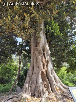 [P03] Sevilla - în parcul Murillo, un ficus secular » foto by ANILU
 - 
<span class="allrVoted glyphicon glyphicon-heart hidden" id="av1488315"></span>
<a class="m-l-10 hidden" id="sv1488315" onclick="voting_Foto_DelVot(,1488315,2251)" role="button">șterge vot <span class="glyphicon glyphicon-remove"></span></a>
<a id="v91488315" class=" c-red"  onclick="voting_Foto_SetVot(1488315)" role="button"><span class="glyphicon glyphicon-heart-empty"></span> <b>LIKE</b> = Votează poza</a> <img class="hidden"  id="f1488315W9" src="/imagini/loader.gif" border="0" /><span class="AjErrMes hidden" id="e1488315ErM"></span>