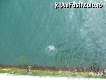 P05 [APR-2010] Meduza in apa limpede