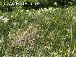 P15 [MAY-2018] iarba si narcise de jur imprejur