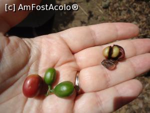 [P04] boabr de cafea in diferite culori » foto by buterfly*
 - 
<span class="allrVoted glyphicon glyphicon-heart hidden" id="av826178"></span>
<a class="m-l-10 hidden" id="sv826178" onclick="voting_Foto_DelVot(,826178,2606)" role="button">șterge vot <span class="glyphicon glyphicon-remove"></span></a>
<a id="v9826178" class=" c-red"  onclick="voting_Foto_SetVot(826178)" role="button"><span class="glyphicon glyphicon-heart-empty"></span> <b>LIKE</b> = Votează poza</a> <img class="hidden"  id="f826178W9" src="/imagini/loader.gif" border="0" /><span class="AjErrMes hidden" id="e826178ErM"></span>