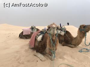 P14 [JUN-2019] Cu avionul în Tunisia - cu cămila în deşert