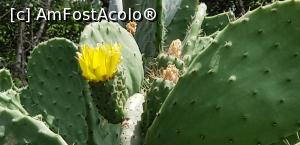 P15 [JUN-2019] Cu avionul în Tunisia - floare de cactus în grădina botanică la Dar Sebastien