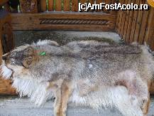 [P13] ...o..blanita care costa'numai'900 lei » foto by trandafir 1970*
 - 
<span class="allrVoted glyphicon glyphicon-heart hidden" id="av32431"></span>
<a class="m-l-10 hidden" id="sv32431" onclick="voting_Foto_DelVot(,32431,2622)" role="button">șterge vot <span class="glyphicon glyphicon-remove"></span></a>
<a id="v932431" class=" c-red"  onclick="voting_Foto_SetVot(32431)" role="button"><span class="glyphicon glyphicon-heart-empty"></span> <b>LIKE</b> = Votează poza</a> <img class="hidden"  id="f32431W9" src="/imagini/loader.gif" border="0" /><span class="AjErrMes hidden" id="e32431ErM"></span>