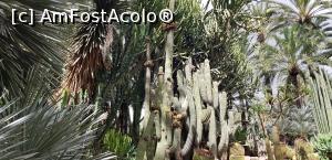 P28 [SEP-2019] Printre palmieri la Huerto del Cura