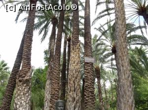 P33 [SEP-2019] Printre palmieri la Huerto del Cura