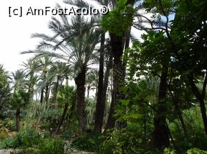 P34 [SEP-2019] Printre palmieri la Huerto del Cura