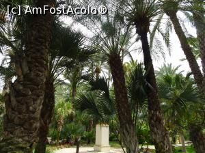 P36 [SEP-2019] Printre palmieri la Huerto del Cura