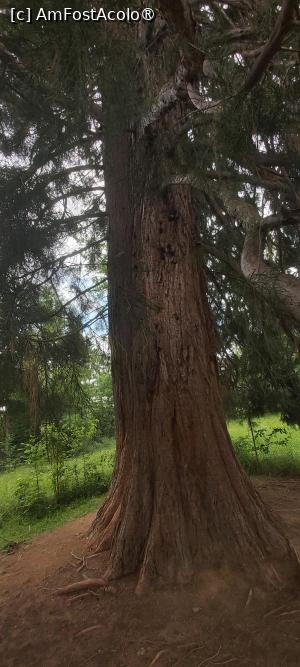 [P06] Săcuieu CJ. Un (?) arbore de sequoia dintr-o sămânță adusă din California, pe furiș, de un nobil al locului, demult. Detalii și acuratețe veți descoperi personal » foto by gojavaler
 - 
<span class="allrVoted glyphicon glyphicon-heart hidden" id="av1394284"></span>
<a class="m-l-10 hidden" id="sv1394284" onclick="voting_Foto_DelVot(,1394284,2923)" role="button">șterge vot <span class="glyphicon glyphicon-remove"></span></a>
<a id="v91394284" class=" c-red"  onclick="voting_Foto_SetVot(1394284)" role="button"><span class="glyphicon glyphicon-heart-empty"></span> <b>LIKE</b> = Votează poza</a> <img class="hidden"  id="f1394284W9" src="/imagini/loader.gif" border="0" /><span class="AjErrMes hidden" id="e1394284ErM"></span>