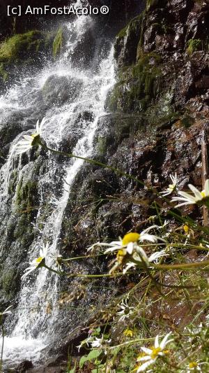 P16 [AUG-2019] Flori la Cascada Vârciorog