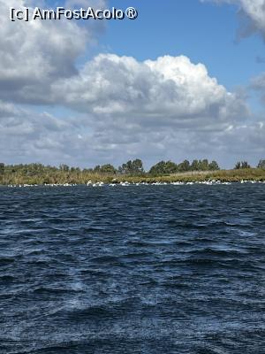 [P25] Lebede cu zecile! Zona Golful Holbina, de pe Lacul Razim. » foto by raluca banu
 - 
<span class="allrVoted glyphicon glyphicon-heart hidden" id="av1503075"></span>
<a class="m-l-10 hidden" id="sv1503075" onclick="voting_Foto_DelVot(,1503075,2956)" role="button">șterge vot <span class="glyphicon glyphicon-remove"></span></a>
<a id="v91503075" class=" c-red"  onclick="voting_Foto_SetVot(1503075)" role="button"><span class="glyphicon glyphicon-heart-empty"></span> <b>LIKE</b> = Votează poza</a> <img class="hidden"  id="f1503075W9" src="/imagini/loader.gif" border="0" /><span class="AjErrMes hidden" id="e1503075ErM"></span>