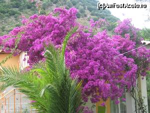 [P07] Florile de Bougainvillea, au invadat insula » foto by dorgo
 - 
<span class="allrVoted glyphicon glyphicon-heart hidden" id="av621620"></span>
<a class="m-l-10 hidden" id="sv621620" onclick="voting_Foto_DelVot(,621620,3173)" role="button">șterge vot <span class="glyphicon glyphicon-remove"></span></a>
<a id="v9621620" class=" c-red"  onclick="voting_Foto_SetVot(621620)" role="button"><span class="glyphicon glyphicon-heart-empty"></span> <b>LIKE</b> = Votează poza</a> <img class="hidden"  id="f621620W9" src="/imagini/loader.gif" border="0" /><span class="AjErrMes hidden" id="e621620ErM"></span>