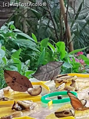 [P06] Fluturi cu aripi in forma de frunza, la Butterfly Garden.  » foto by danaswiss
 - 
<span class="allrVoted glyphicon glyphicon-heart hidden" id="av1159189"></span>
<a class="m-l-10 hidden" id="sv1159189" onclick="voting_Foto_DelVot(,1159189,3199)" role="button">șterge vot <span class="glyphicon glyphicon-remove"></span></a>
<a id="v91159189" class=" c-red"  onclick="voting_Foto_SetVot(1159189)" role="button"><span class="glyphicon glyphicon-heart-empty"></span> <b>LIKE</b> = Votează poza</a> <img class="hidden"  id="f1159189W9" src="/imagini/loader.gif" border="0" /><span class="AjErrMes hidden" id="e1159189ErM"></span>