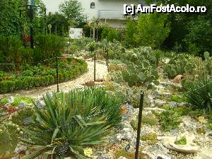 [P06] CACTUSI IN GRADINA BOTANICA » foto by ile57b
 - 
<span class="allrVoted glyphicon glyphicon-heart hidden" id="av477392"></span>
<a class="m-l-10 hidden" id="sv477392" onclick="voting_Foto_DelVot(,477392,3210)" role="button">șterge vot <span class="glyphicon glyphicon-remove"></span></a>
<a id="v9477392" class=" c-red"  onclick="voting_Foto_SetVot(477392)" role="button"><span class="glyphicon glyphicon-heart-empty"></span> <b>LIKE</b> = Votează poza</a> <img class="hidden"  id="f477392W9" src="/imagini/loader.gif" border="0" /><span class="AjErrMes hidden" id="e477392ErM"></span>