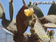 [P03] Cactusi infloriti » foto by rora
 - 
<span class="allrVoted glyphicon glyphicon-heart hidden" id="av175293"></span>
<a class="m-l-10 hidden" id="sv175293" onclick="voting_Foto_DelVot(,175293,3210)" role="button">șterge vot <span class="glyphicon glyphicon-remove"></span></a>
<a id="v9175293" class=" c-red"  onclick="voting_Foto_SetVot(175293)" role="button"><span class="glyphicon glyphicon-heart-empty"></span> <b>LIKE</b> = Votează poza</a> <img class="hidden"  id="f175293W9" src="/imagini/loader.gif" border="0" /><span class="AjErrMes hidden" id="e175293ErM"></span>