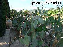 [P26] diferite specii de cactusi fac ca aceasta gradina sa fie unica in Europa » foto by ms65
 - 
<span class="allrVoted glyphicon glyphicon-heart hidden" id="av60905"></span>
<a class="m-l-10 hidden" id="sv60905" onclick="voting_Foto_DelVot(,60905,3210)" role="button">șterge vot <span class="glyphicon glyphicon-remove"></span></a>
<a id="v960905" class=" c-red"  onclick="voting_Foto_SetVot(60905)" role="button"><span class="glyphicon glyphicon-heart-empty"></span> <b>LIKE</b> = Votează poza</a> <img class="hidden"  id="f60905W9" src="/imagini/loader.gif" border="0" /><span class="AjErrMes hidden" id="e60905ErM"></span>