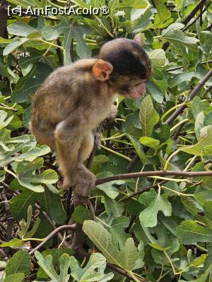 [P36]  -- <small>// FĂRĂ DESCRIERE</small> » foto by Maya_C
 - 
<span class="allrVoted glyphicon glyphicon-heart hidden" id="av1507264"></span>
<a class="m-l-10 hidden" id="sv1507264" onclick="voting_Foto_DelVot(,1507264,3397)" role="button">șterge vot <span class="glyphicon glyphicon-remove"></span></a>
<a id="v91507264" class=" c-red"  onclick="voting_Foto_SetVot(1507264)" role="button"><span class="glyphicon glyphicon-heart-empty"></span> <b>LIKE</b> = Votează poza</a> <img class="hidden"  id="f1507264W9" src="/imagini/loader.gif" border="0" /><span class="AjErrMes hidden" id="e1507264ErM"></span>