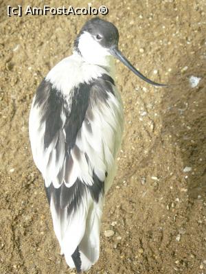 [P10] Bioparco di Roma (Pied avocet)  » foto by Silvia30*
 - 
<span class="allrVoted glyphicon glyphicon-heart hidden" id="av726302"></span>
<a class="m-l-10 hidden" id="sv726302" onclick="voting_Foto_DelVot(,726302,3406)" role="button">șterge vot <span class="glyphicon glyphicon-remove"></span></a>
<a id="v9726302" class=" c-red"  onclick="voting_Foto_SetVot(726302)" role="button"><span class="glyphicon glyphicon-heart-empty"></span> <b>LIKE</b> = Votează poza</a> <img class="hidden"  id="f726302W9" src="/imagini/loader.gif" border="0" /><span class="AjErrMes hidden" id="e726302ErM"></span>