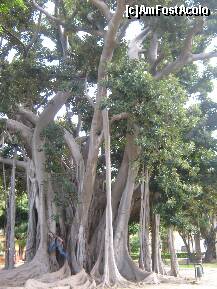 [P16] un ficus gigant in parc-Palermo » foto by rsimona
 - 
<span class="allrVoted glyphicon glyphicon-heart hidden" id="av276230"></span>
<a class="m-l-10 hidden" id="sv276230" onclick="voting_Foto_DelVot(,276230,3509)" role="button">șterge vot <span class="glyphicon glyphicon-remove"></span></a>
<a id="v9276230" class=" c-red"  onclick="voting_Foto_SetVot(276230)" role="button"><span class="glyphicon glyphicon-heart-empty"></span> <b>LIKE</b> = Votează poza</a> <img class="hidden"  id="f276230W9" src="/imagini/loader.gif" border="0" /><span class="AjErrMes hidden" id="e276230ErM"></span>