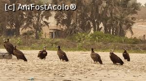 P11 [FEB-2022] vulturi în loc de pescăruși
