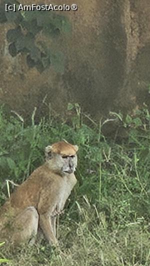 [P25] hop și o maimuță » foto by robert
 - 
<span class="allrVoted glyphicon glyphicon-heart hidden" id="av1505558"></span>
<a class="m-l-10 hidden" id="sv1505558" onclick="voting_Foto_DelVot(,1505558,3514)" role="button">șterge vot <span class="glyphicon glyphicon-remove"></span></a>
<a id="v91505558" class=" c-red"  onclick="voting_Foto_SetVot(1505558)" role="button"><span class="glyphicon glyphicon-heart-empty"></span> <b>LIKE</b> = Votează poza</a> <img class="hidden"  id="f1505558W9" src="/imagini/loader.gif" border="0" /><span class="AjErrMes hidden" id="e1505558ErM"></span>